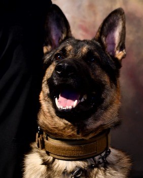 K9 Colt